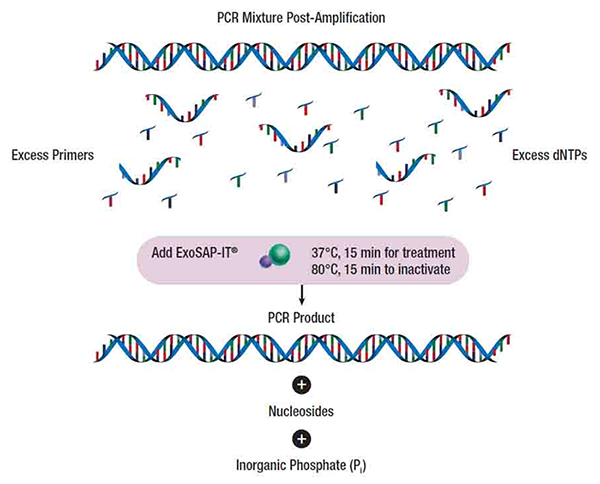 two hydrolytic enzymes